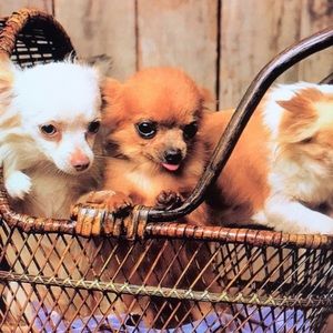 Meet your Posher, William